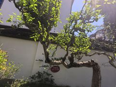-上海醉白池公园