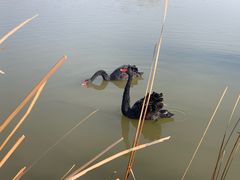 -盐城丹顶鹤湿地生态旅游区