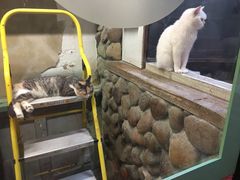 -猫咪博物馆(顶澳仔猫街店)