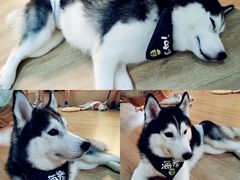 -Husky Go! 哈士奇体验馆·宠物咖啡厅狗咖