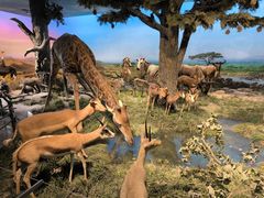 -国家自然博物馆