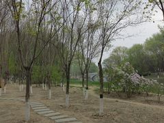 -大兴滨河森林公园