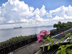 -上海滨江森林公园