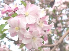 -海棠花溪(元大都城垣遗址公园)