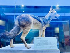 -国家自然博物馆