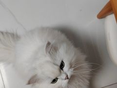 -宠物星动物医院·眼科·异宠·猫科(江南大道总院)