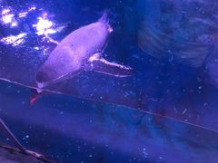-暹罗海洋世界