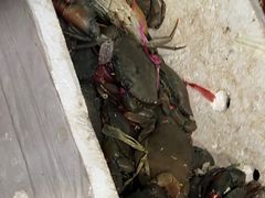 -瑞丽活螃蟹(芒市店)