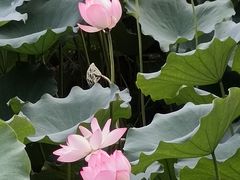 -荔湾湖公园