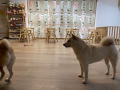-柴迷FANS CLUB·柴犬狗咖·猫咖