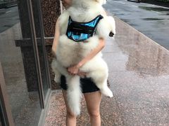 -翊宠yipet猫狗购宠庄园犬舍•猫舍