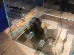 -zoonana室内动物园(东方福来德店)