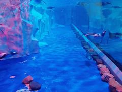 -芜湖新华联大白鲸海洋公园