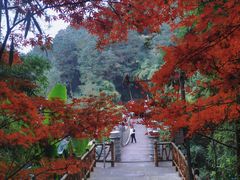 -铁山坪森林公园