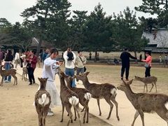 -奈良公园