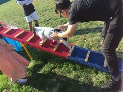 -趣玩宠物乐园寄养训犬训狗游泳池