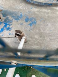 -萌宠亲子动物乐园(槐房万达店)