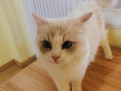 -Meowの猫咖(万家丽店)