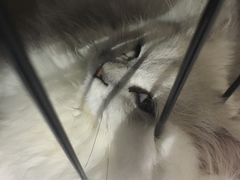 -1013 PET SHOP 宠物商店(近铁城市广场店)