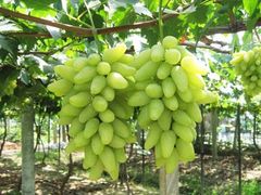 iphone_upload_pic-成都美盈都市现代农业示范园