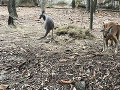 -清迈夜间动物园