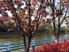 iphone_upload_pic-高东镇樱花园