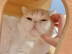 -滚猫咖啡·猫咖·猫友好撸猫(未来城店)