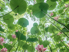 -东湖磨山景区