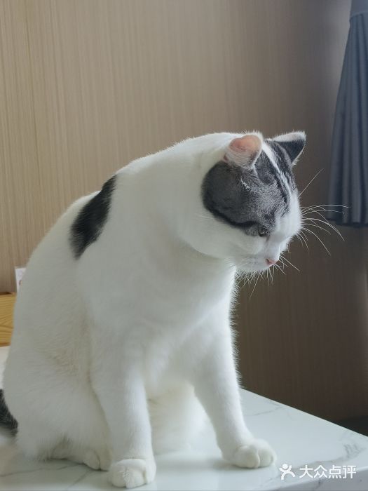 喵园·猫主题咖啡厅·撸猫·猫咖(国贸店)图片