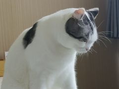-喵园·猫主题咖啡厅·撸猫·猫咖(国贸店)