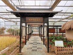 -上海都市菜园