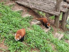 -大连森林动物园