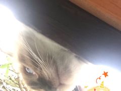 -喵屿·大理花园猫咖