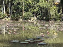 -西双版纳原始森林公园