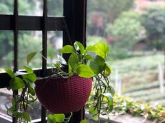 -野蔓果·山野菜(西湖景区·龙井茶田店)