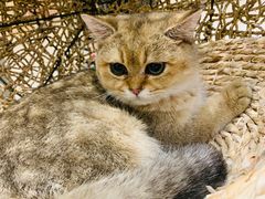 -飞行喵MR PILOT|猫舍·猫咖(静安大融城店)