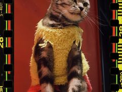 -猫色咖啡·猫咖