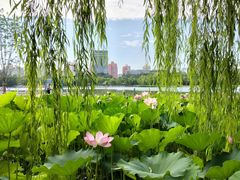 -莲花池公园