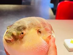 -肆月河豚·新淮扬菜·烤鸭(中关村店)