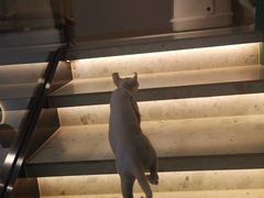 -飞行喵MR PILOT|猫舍·猫咖(静安大融城店)