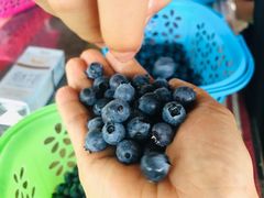 -金谷域澳洲庄园