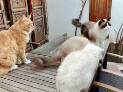 -喵屿·大理花园猫咖