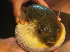 -肆月河豚·淮扬菜·湘菜(华天店)