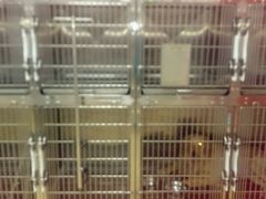 -创凡宠物医院·骨专科  猫科中心(西乡分院)