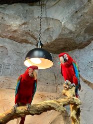 -Zoolung Zoolung动物主题公园(海信广场店)