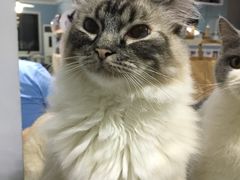 -喵的天空名猫咖啡馆·撸猫·猫舍·用品