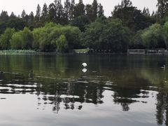 -西湖游船