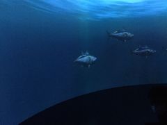 景点-广东科学中心