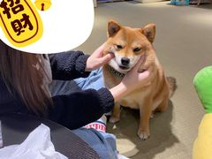 -逗柴咖啡屋·狗咖猫咖宠物桌游