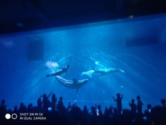 -芜湖新华联大白鲸海洋公园